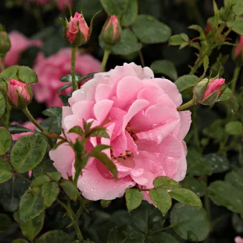Rosa Baby Blanket® - rózsaszín - virágágyi floribunda rózsa