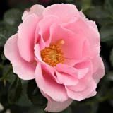 Záhonová ruža - floribunda - ružová - Rosa Baby Blanket® - mierna vôňa ruží - aróma centra