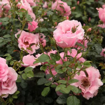 Rózsaszín - virágágyi floribunda rózsa - diszkrét illatú rózsa - centifólia aromájú