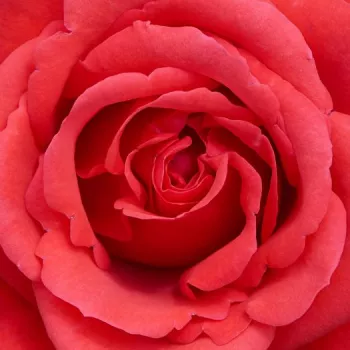 Online rózsa vásárlás - piros - climber, futó rózsa - Jive ™ - diszkrét illatú rózsa - tea aromájú - (150-200 cm)