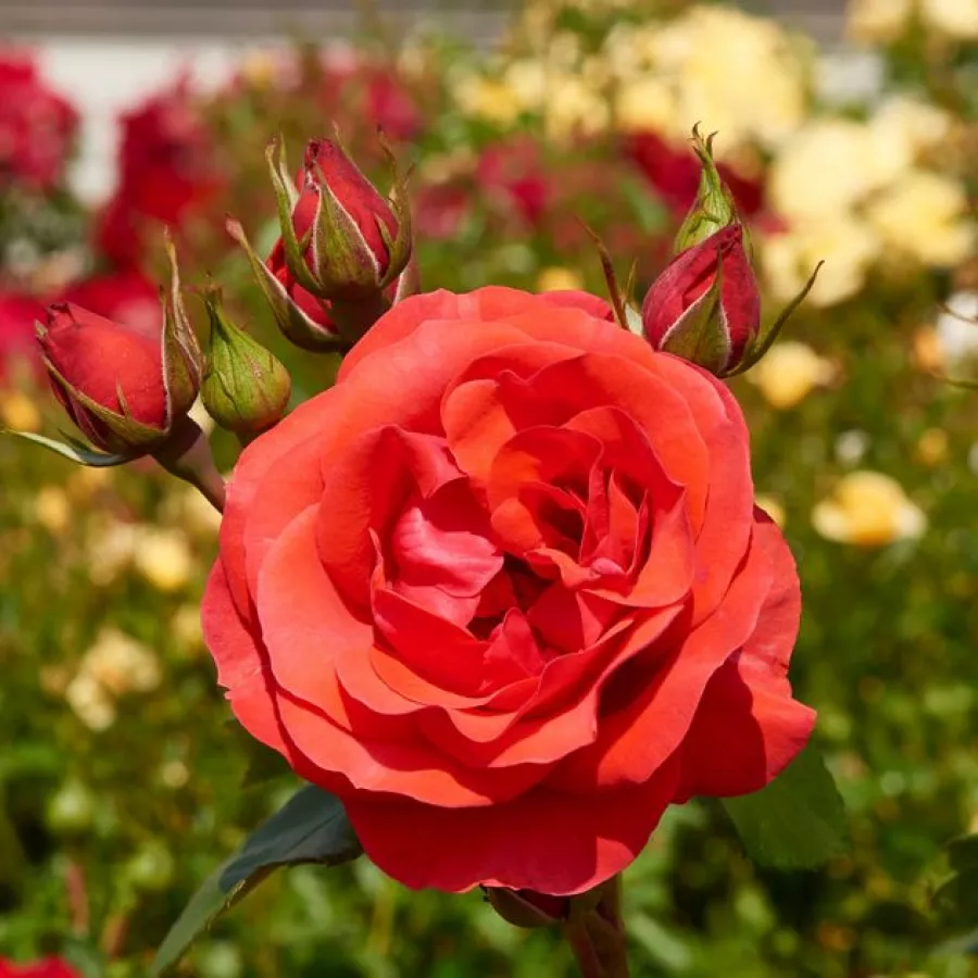 červený - Ruža - Jive ™ - Ruže - online - koupit