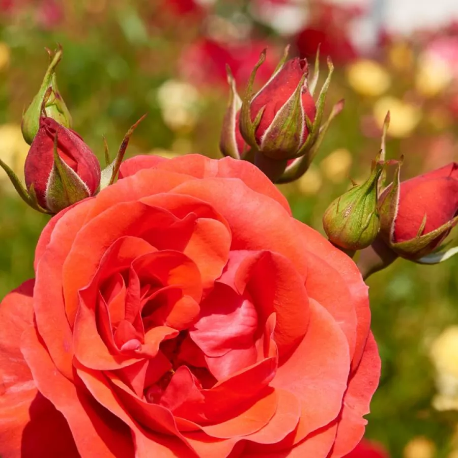 árbol de rosas de flores en grupo - rosal de pie alto - Rosa - Jive ™ - rosal de pie alto