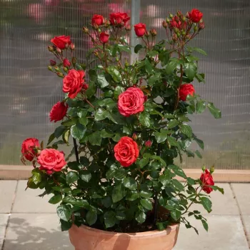 Piros - csokros virágú - magastörzsű rózsafa - diszkrét illatú rózsa - tea aromájú