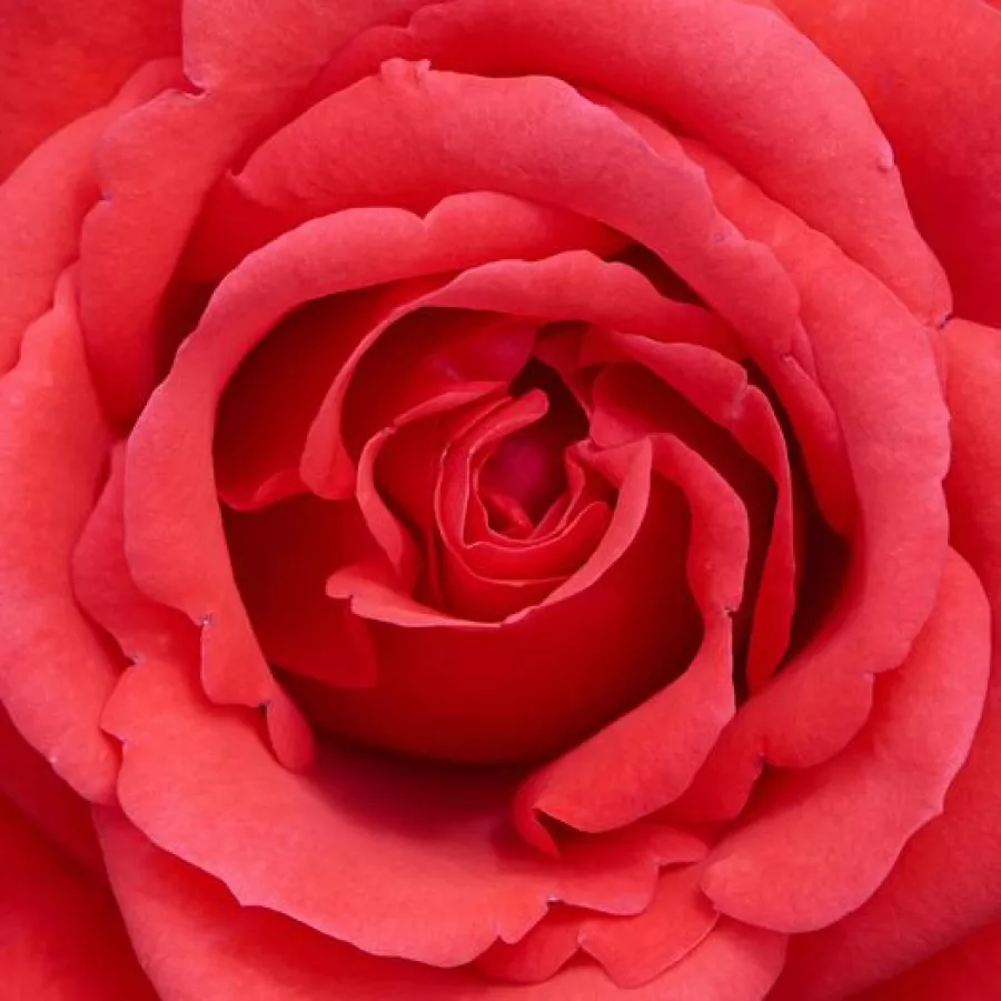 Csokros - Rózsa - Jive ™ - Kertészeti webáruház