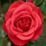 Ruža puzavica - diskretni miris ruže - crvena - Rosa Jive ™