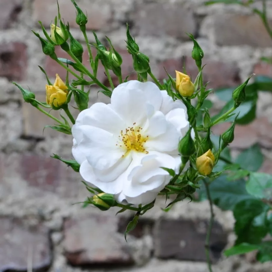 Vrtnica plezalka - Climber - Roza - Pas de Deux - Na spletni nakup vrtnice