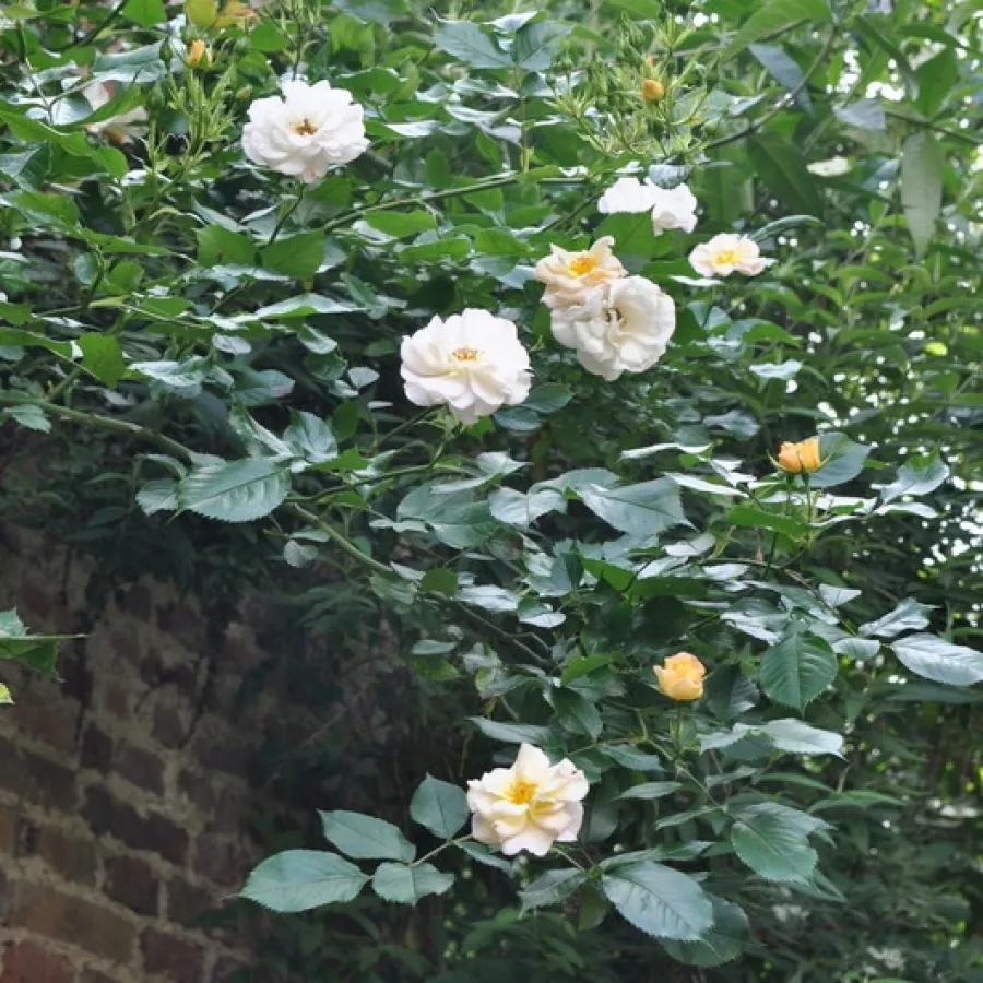 Giallo - Rosa - Pas de Deux - Produzione e vendita on line di rose da giardino
