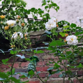 Rosa Pas de Deux - galben - Trandafiri climber