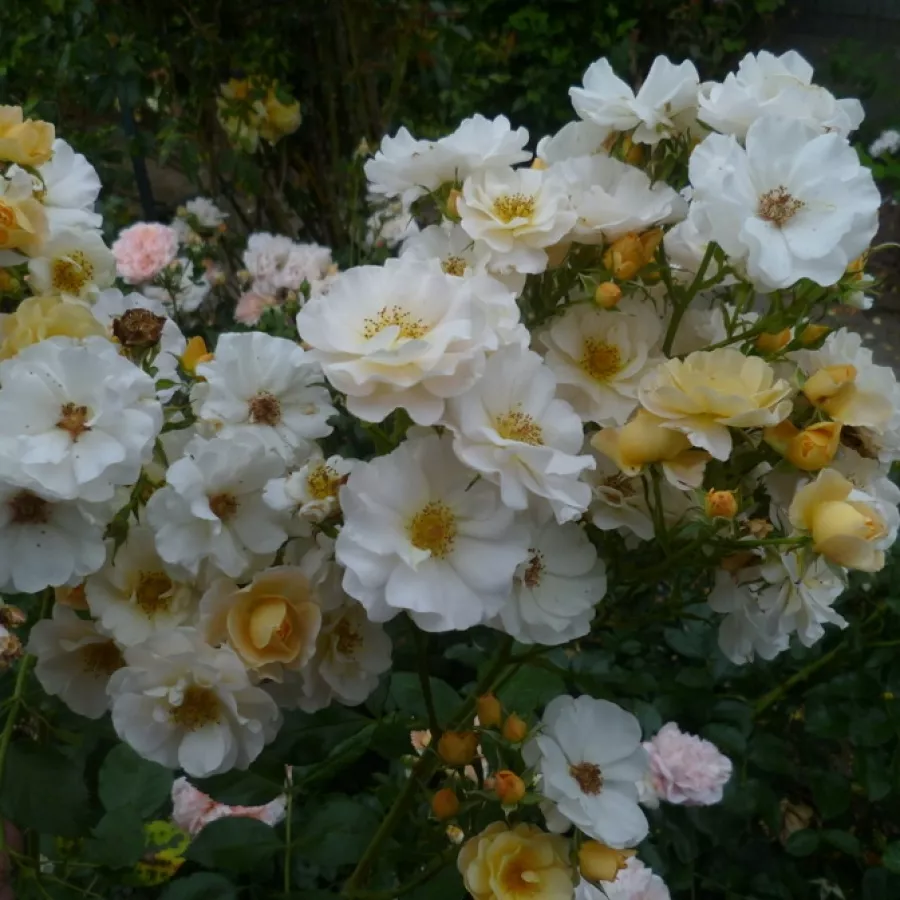 POUlhult - Rosa - Pas de Deux - Produzione e vendita on line di rose da giardino