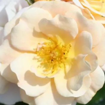 Web trgovina ruža - Ruža puzavica - žuta boja - diskretni miris ruže - Pas de Deux - (150-200 cm)