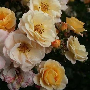 Világossárga - szimpla virágú - magastörzsű rózsafa - diszkrét illatú rózsa - barack aromájú