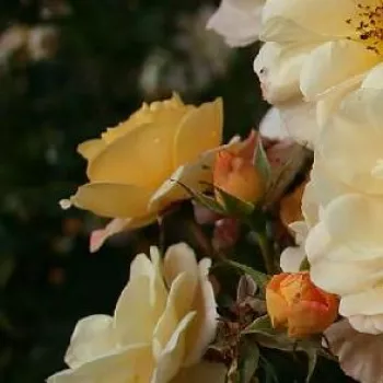 Rosa Pas de Deux - amarillo - árbol de rosas de flor simple - rosal de pie alto