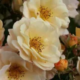 Climber, futó rózsa - diszkrét illatú rózsa - barack aromájú - sárga - Rosa Pas de Deux - Online rózsa vásárlás