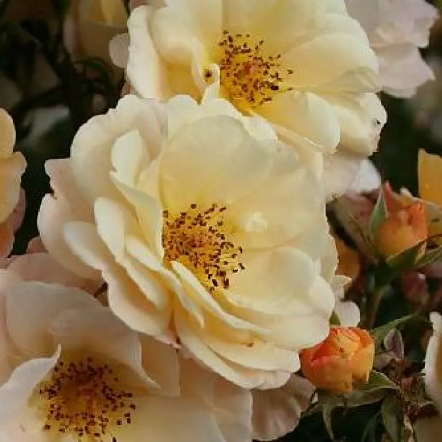 Trandafir cu parfum discret - Trandafiri - Pas de Deux - comanda trandafiri online