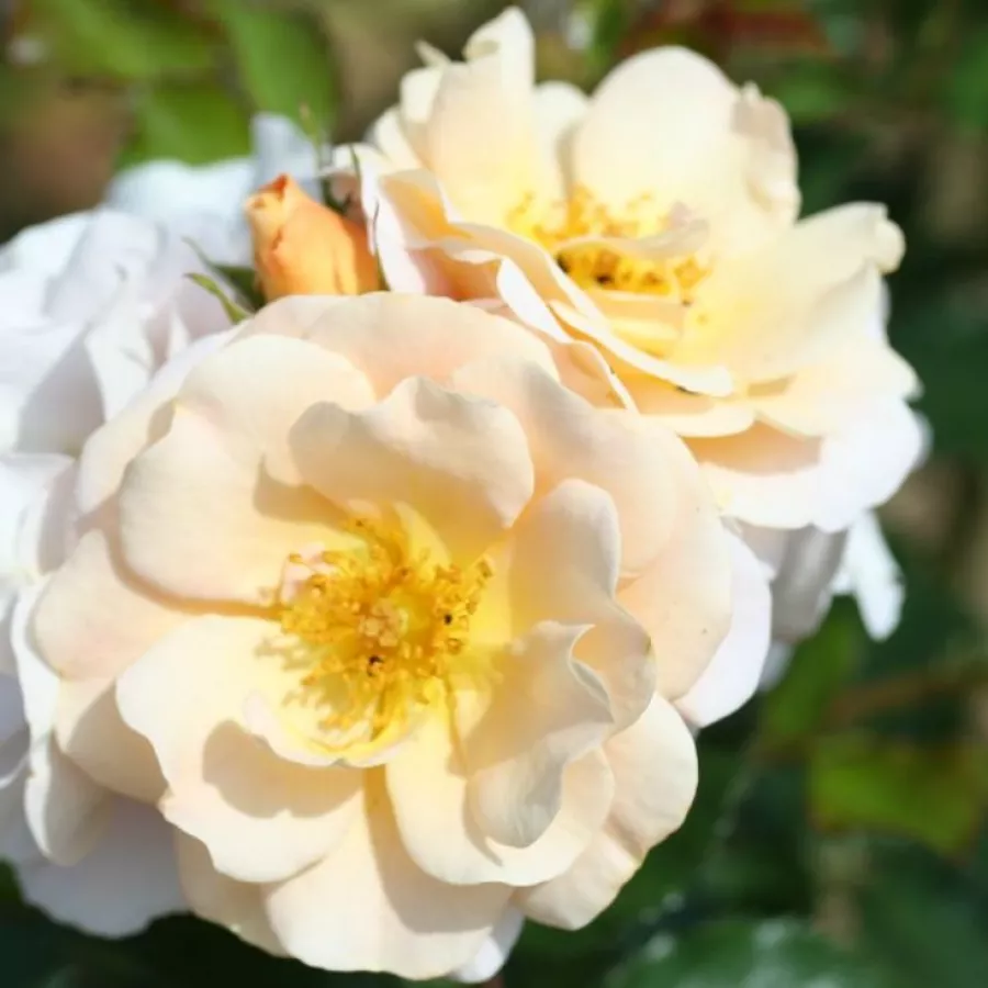 Trandafiri climber - Trandafiri - Pas de Deux - comanda trandafiri online