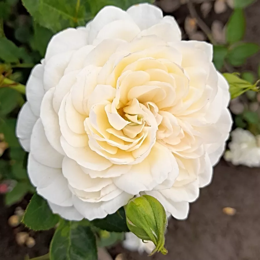 Biały - Róża - Eisa ™ - Szkółka Róż Rozaria