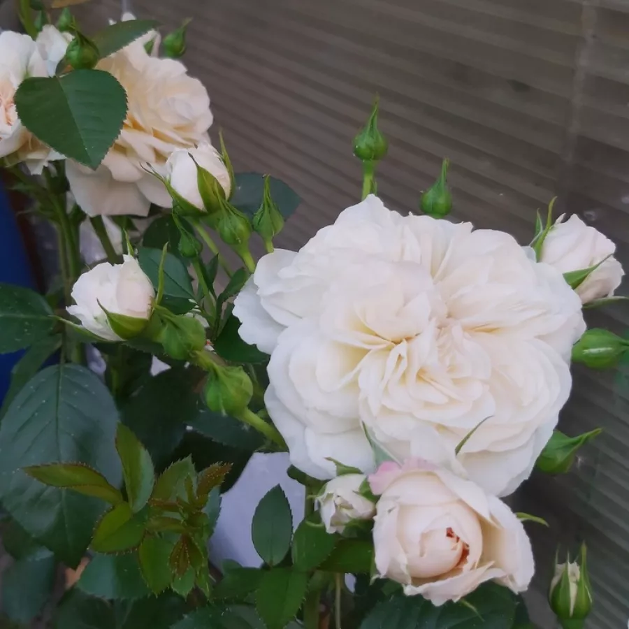 Rosa non profumata - Rosa - Eisa ™ - Produzione e vendita on line di rose da giardino