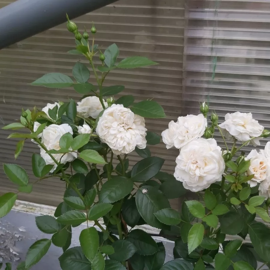 POUlcy037 - Rosa - Eisa ™ - Produzione e vendita on line di rose da giardino