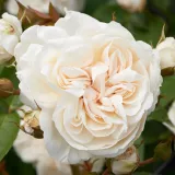 Fehér - Kertészeti webáruház - csokros virágú - magastörzsű rózsafa - Rosa Eisa ™ - nem illatos rózsa