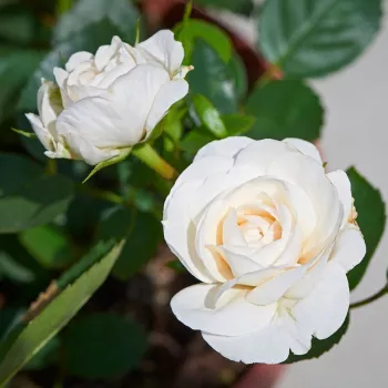 Rosa Eisa ™ - fehér - csokros virágú - magastörzsű rózsafa