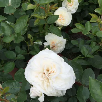 Fehér - csokros virágú - magastörzsű rózsafa   (120-150 cm)