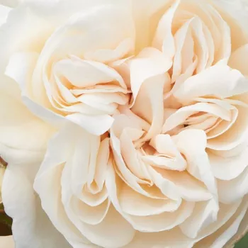 Ruže - online - koupit - climber, popínavá ruža - bez vône - biely - Eisa ™ - (255-380 cm)