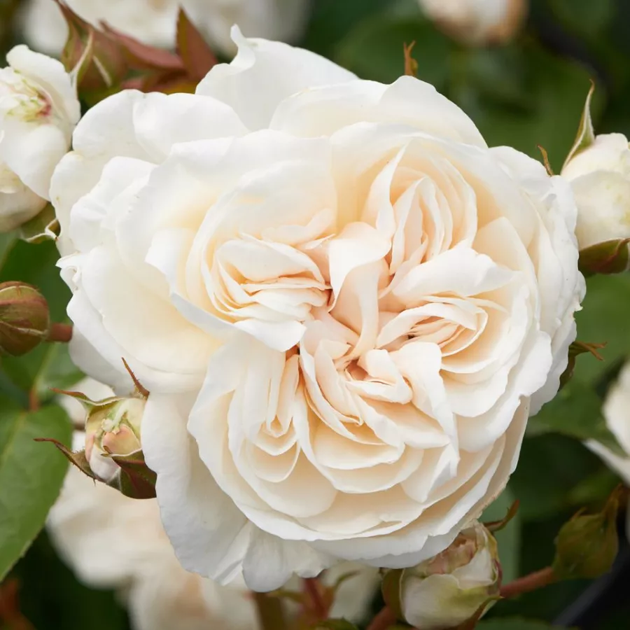 Fără parfum - Trandafiri - Eisa ™ - comanda trandafiri online