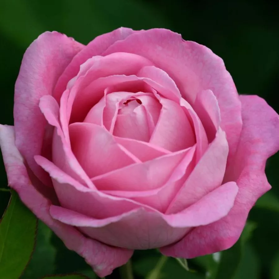Różowy - Róża - Mrs. John Laing - róże sklep internetowy