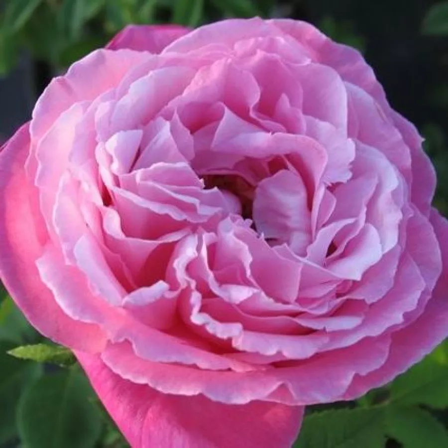 Zgodovinska - vrtnica ponavljavka (perpetual) - Roza - Mrs. John Laing - vrtnice - proizvodnja in spletna prodaja sadik