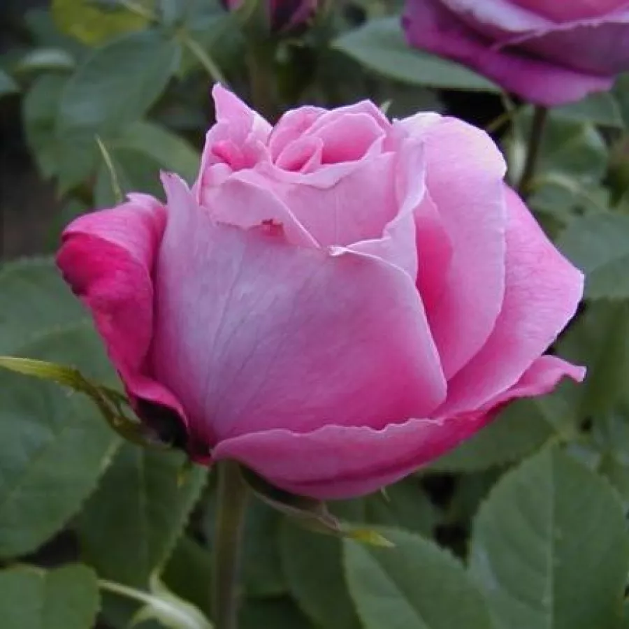 Kroglasta - Roza - Mrs. John Laing - vrtnice online