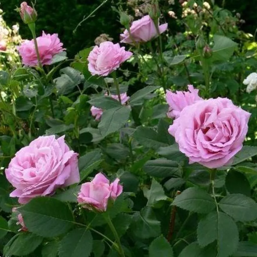 Pojedyncze - Róża - Mrs. John Laing - sadzonki róż sklep internetowy - online