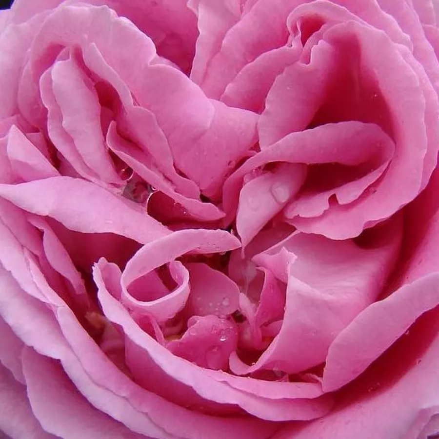 Gömbölyded - Rózsa - Mrs. John Laing - online rózsa vásárlás