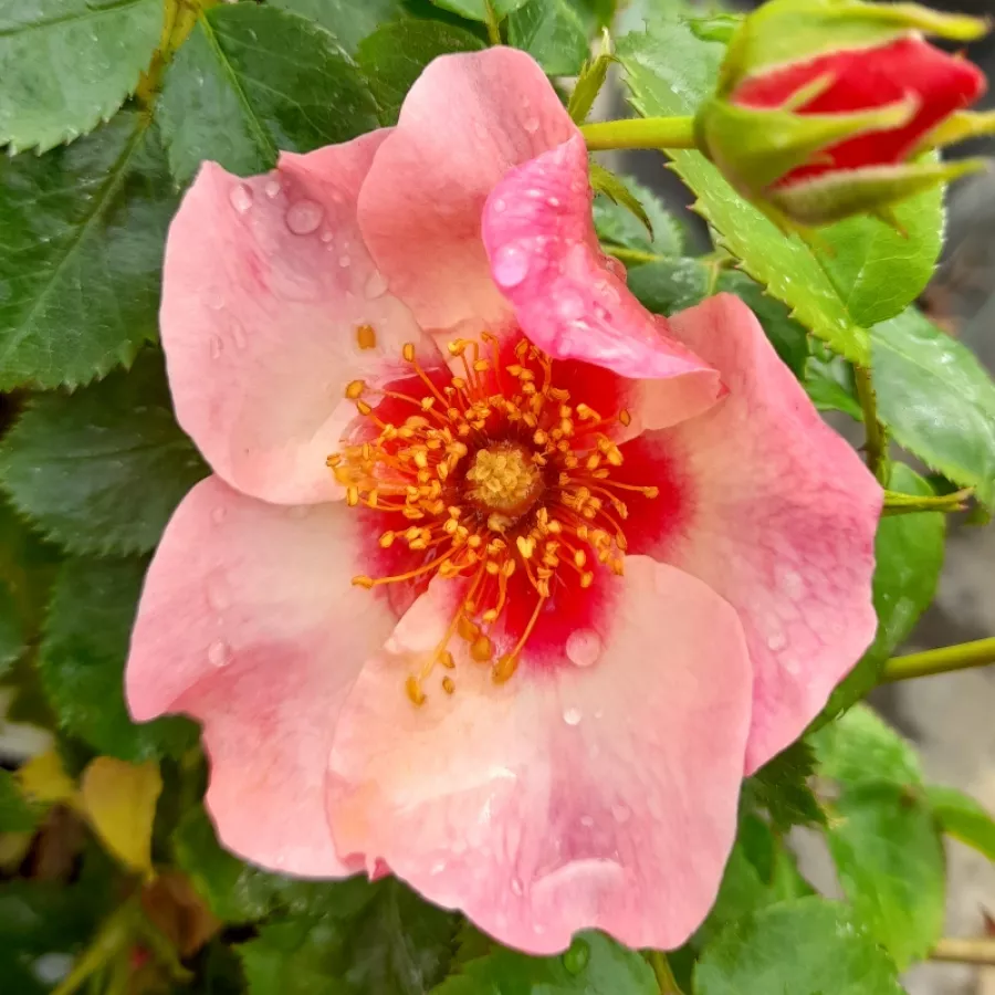 Virágágyi floribunda rózsa - Rózsa - Bright as a Button - Online rózsa rendelés