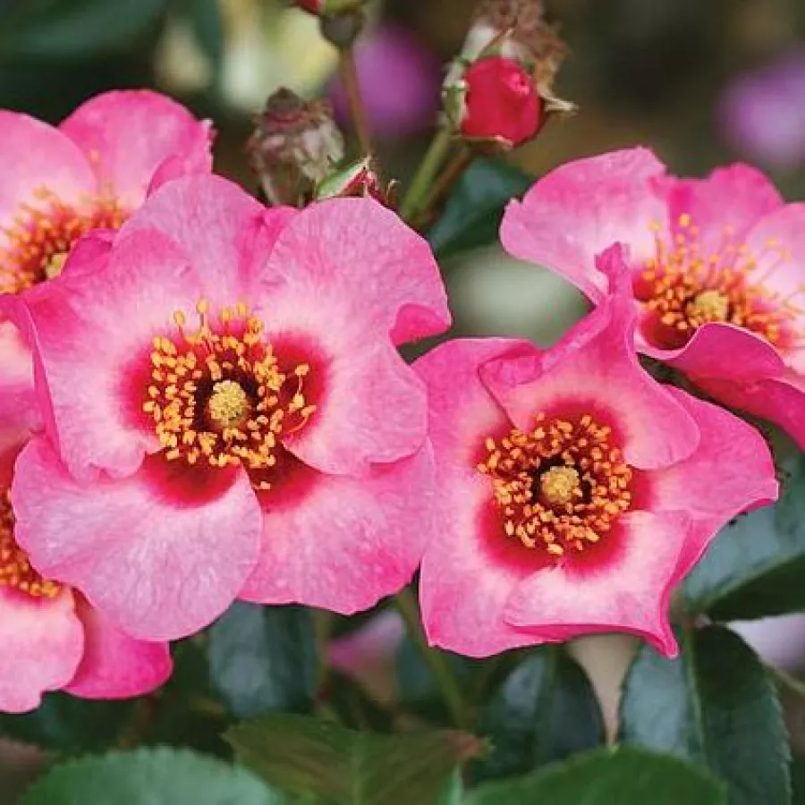 Rosa - Rosa - Bright as a Button - Produzione e vendita on line di rose da giardino