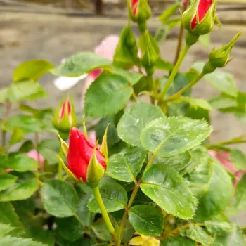 Rosa Bright as a Button - różowy - róże rabatowe grandiflora - floribunda