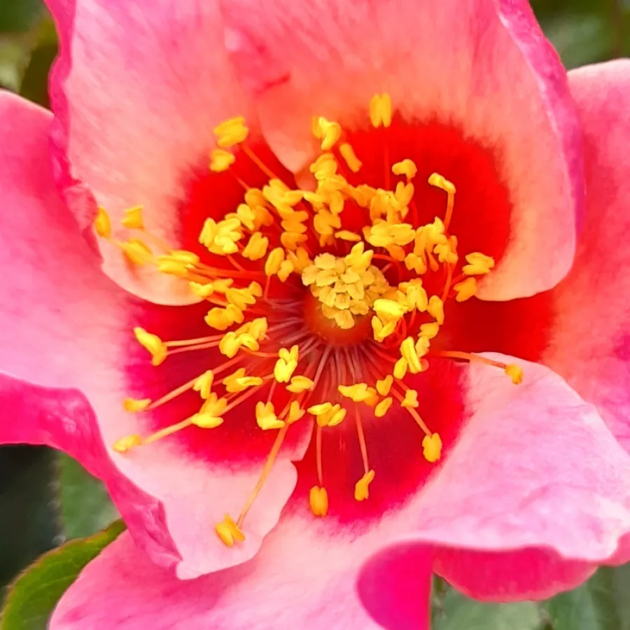 Floribunda, Hybrid Hulthemia persica - Rosa - Bright as a Button - Produzione e vendita on line di rose da giardino
