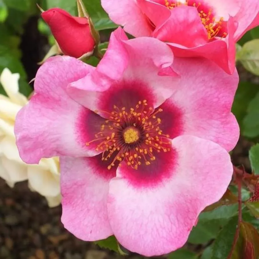 Rosa - Rosa - Bright as a Button - rosal de pie alto