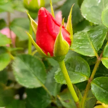 Rosa Bright as a Button - roze - Stamroos - Eenvoudige bloemenbossige kroonvorm