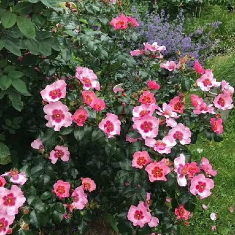 120-150 cm - Rosa - Bright as a Button - rosal de pie alto