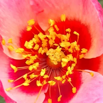 Ružová - školka - eshop  - stromčekové ruže - Stromková ruža s klasickými kvetmi - ružová - Bright as a Button - mierna vôňa ruží - fialová aróma