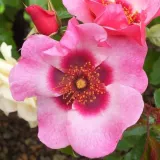 Záhonová ruža - floribunda - mierna vôňa ruží - fialová aróma - ružová - Rosa Bright as a Button