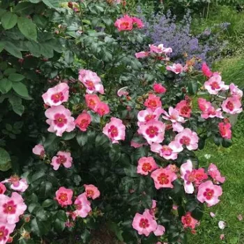 Rózsaszín - bordó szirombelső - virágágyi floribunda rózsa - diszkrét illatú rózsa - ibolya aromájú