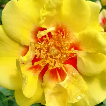 Online rózsa kertészet - sárga - virágágyi floribunda rózsa - Eye of the Tiger - diszkrét illatú rózsa - gyöngyvirág aromájú - (70-90 cm)