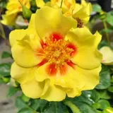 Záhonová ruža - floribunda - žltá - mierna vôňa ruží - údolie - Rosa Eye of the Tiger - Ruže - online - koupit