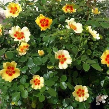 Világos sárga - vörös közép - virágágyi floribunda rózsa - diszkrét illatú rózsa - gyöngyvirág aromájú
