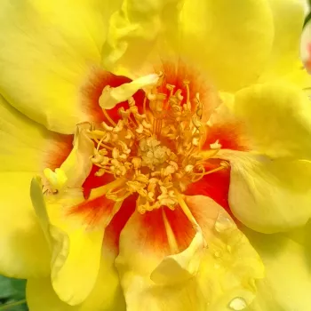 Rózsák webáruháza. - virágágyi floribunda rózsa - sárga - diszkrét illatú rózsa - gyöngyvirág aromájú - Eye of the Tiger - (70-90 cm)
