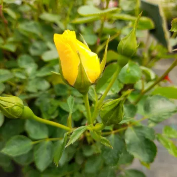 Rosa Eye of the Tiger - geel - stamrozen - Stamroos - Eenvoudige bloemen