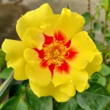 Záhonová ruža - floribunda - mierna vôňa ruží - údolie - žltá - Rosa Eye of the Tiger