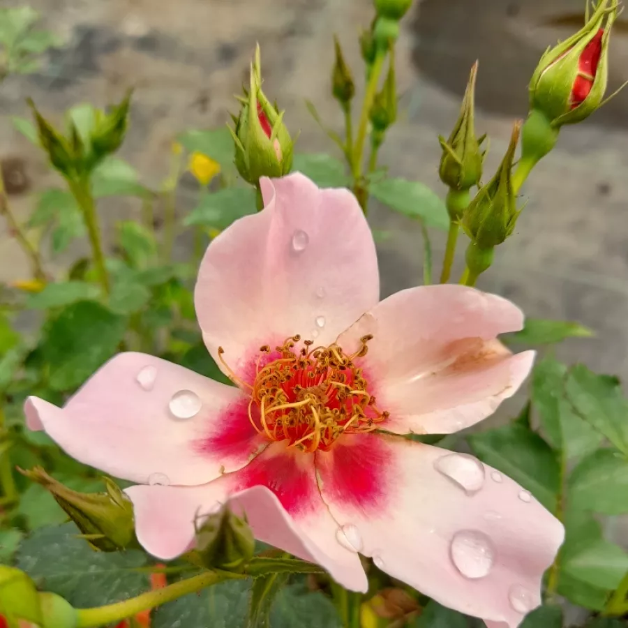Róże rabatowe grandiflora - floribunda - Róża - For Your Eyes Only - Szkółka Róż Rozaria