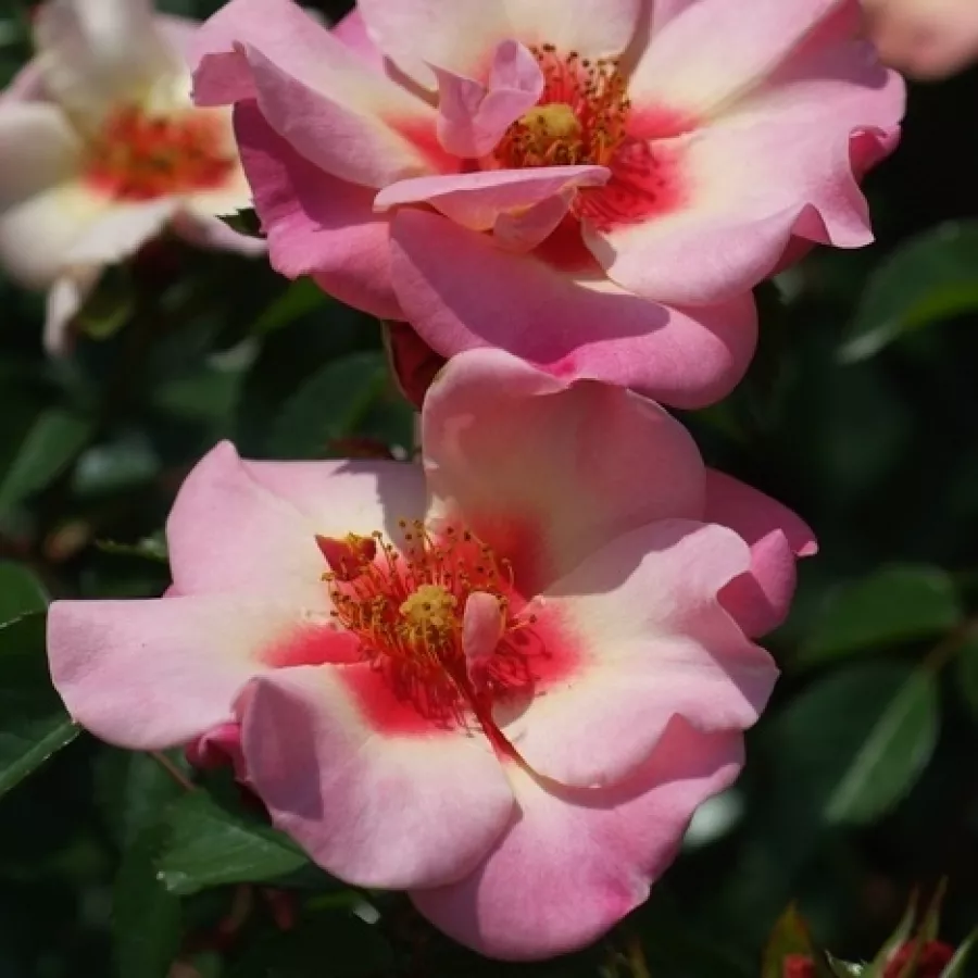 Rosa - Rosa - For Your Eyes Only - Produzione e vendita on line di rose da giardino